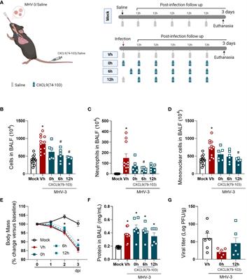 The glycosaminoglycan-binding chemokine fragment CXCL9(74–103) reduces inflammation and tissue damage in mouse models of coronavirus infection